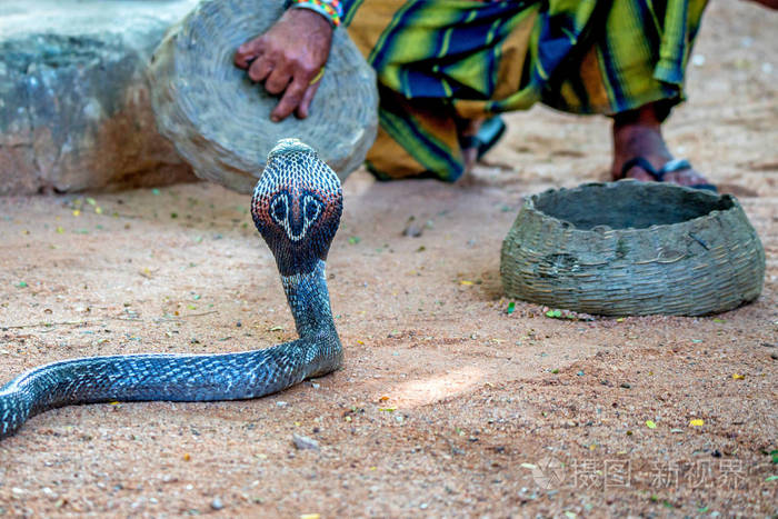 耍蛇人玩印度眼镜蛇