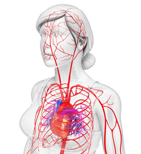 女性的动脉系统