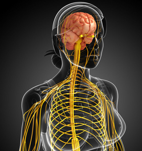 女性神经系统图稿图片