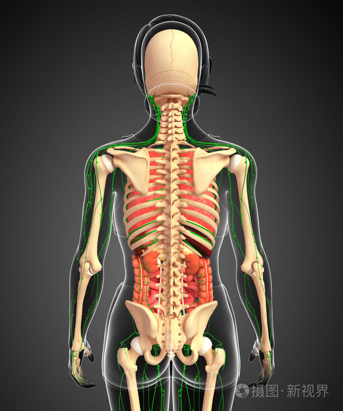 淋巴,骨骼及消化系统的女性身体的图稿