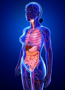 消化和循环系统的女性的身体照片