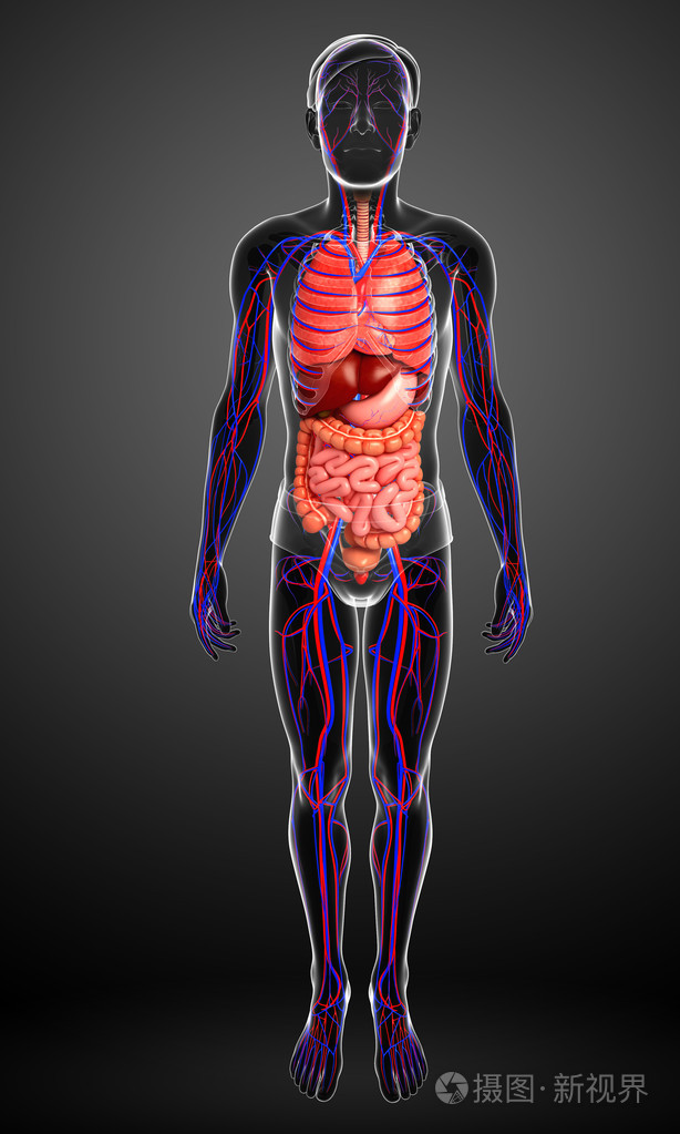 男人的 身体内部图片