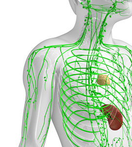 男性身体淋巴系统