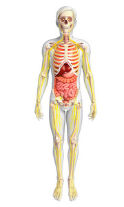 人类的骨骼与紧张和消化系统图稿
