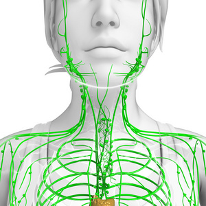 女性的身体淋巴系统