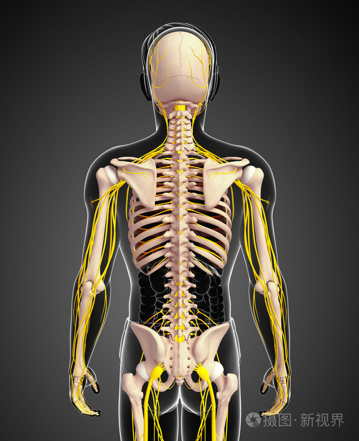 男性的骨骼和神经系统图稿照片-正版商用图片0etobv-摄图新视界