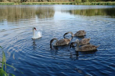 白色天鹅和 cygnets