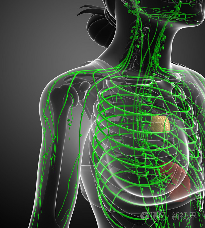 女性的身体淋巴系统