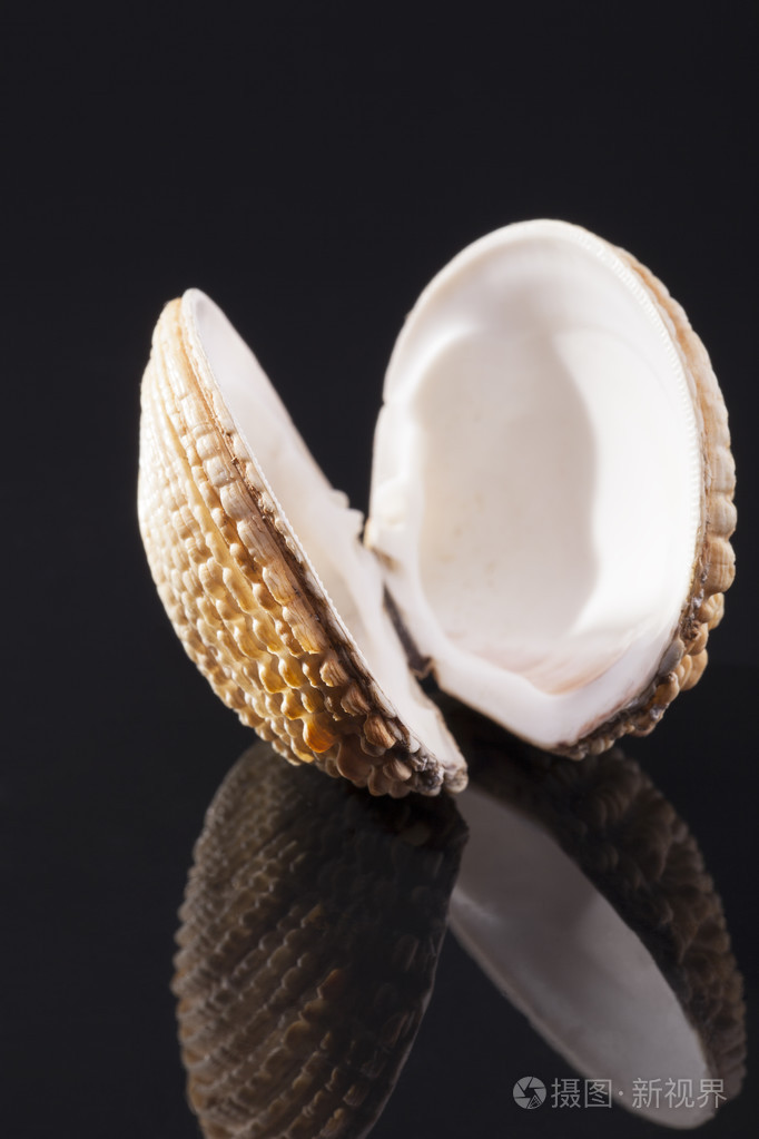双壳贝类孤立在黑色背景上的海贝壳