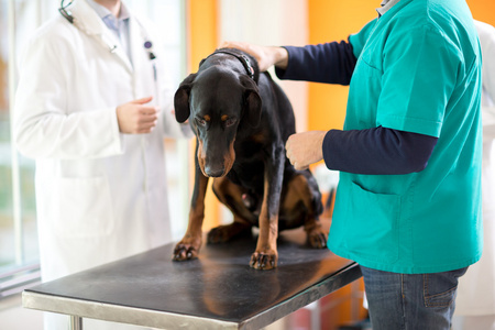 大丹犬在兽医临床癌症检查