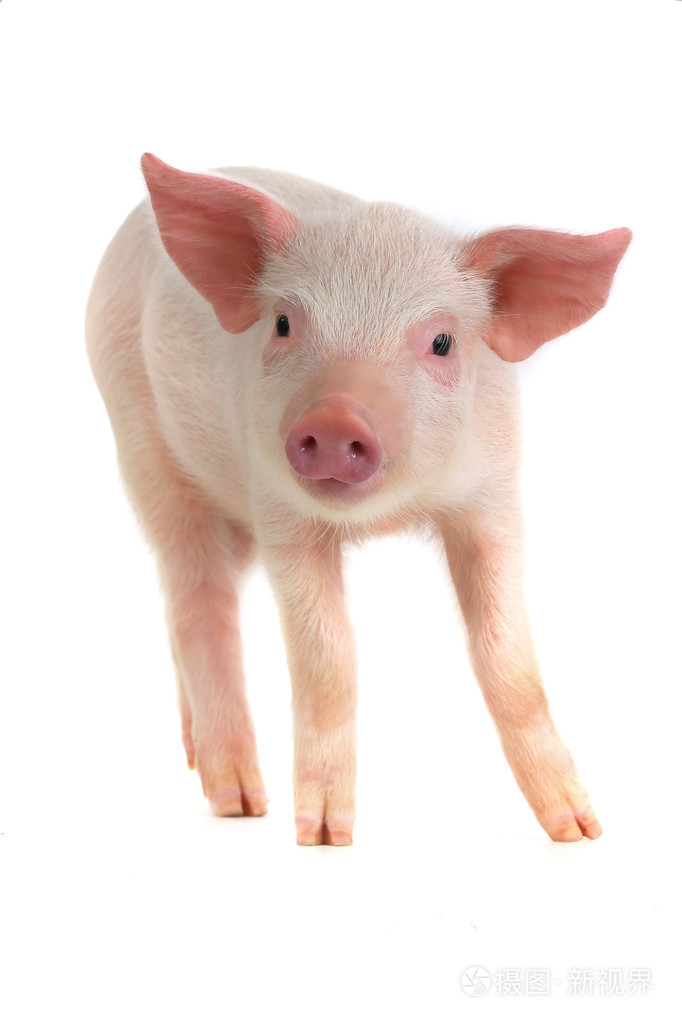 可爱的小猪