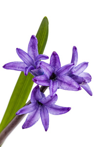 风信子，孤立的白色背景上的紫色花