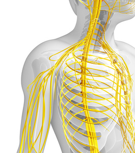 人类中枢神经系统的图稿图片