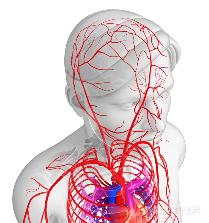 男性的动脉系统