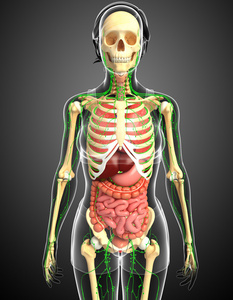 淋巴，骨骼及消化系统的女性身体的图稿