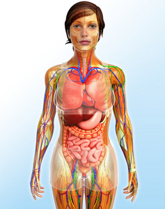 脾和肾淋巴,骨骼,神经和循环系统的女博照片