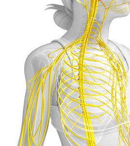 女性神经系统图稿图片