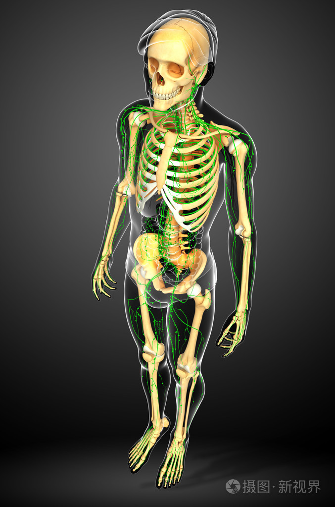 淋巴系统的男性骨架图稿