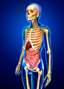 淋巴，骨骼及消化系统的男性身体图稿