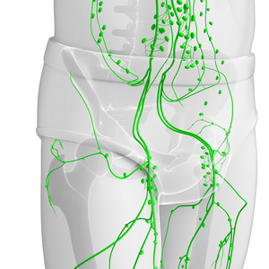 男性身体淋巴系统