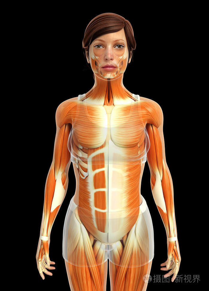 女性的肌肉解剖