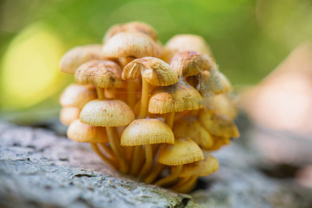 英国 Columbi 温哥华岛森林中的野蘑菇