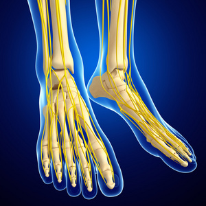 人类中枢神经系统的图稿中枢神经系统的脚骨架图稿照片