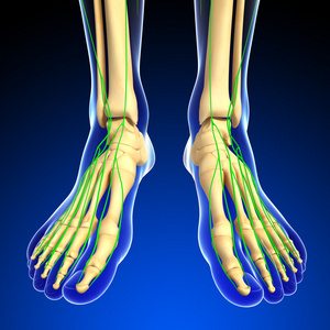 淋巴系统的人体足部骨骼图稿