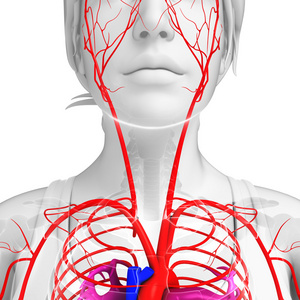 女性的动脉系统