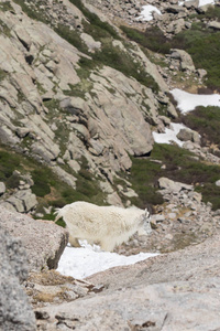 山山羊在科罗拉多高山