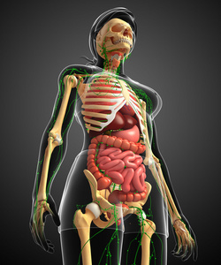 淋巴,骨骼及消化系统的女性身体的图稿教诲的董事会,解剖人体骨系统