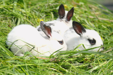 绿草小白兔