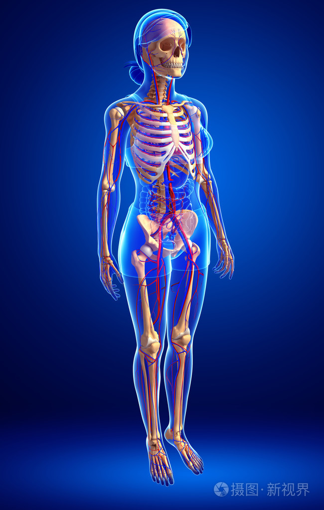女性骨骼循环系统