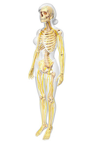 中枢神经系统的女性骨架图稿