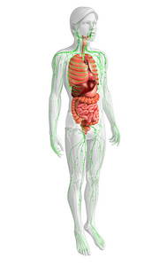 淋巴和消化系统的男性身体图稿