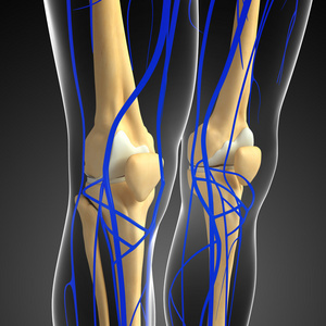 人体膝关节循环系统图片