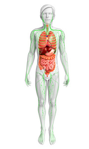 淋巴和消化系统的男性身体图稿