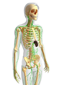 淋巴系统的男性骨架图稿