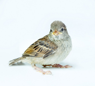 麻雀的小妞照片