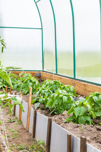 植物生长在温室里