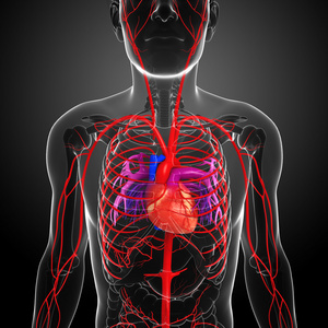 男性的动脉系统
