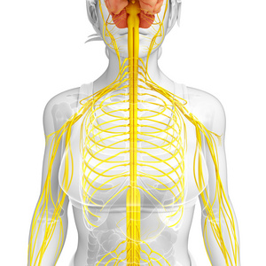 女性神经系统图稿
