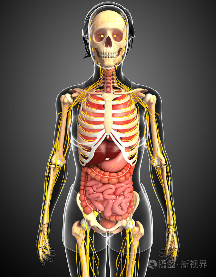 与紧张的女性骨架和消化系统图稿