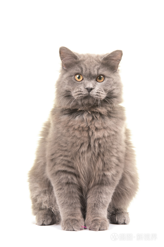 直接在相机看的漂亮坐英国短毛猫