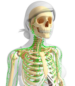淋巴系统的女性骨架图稿