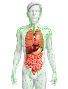 淋巴和消化系统的男性身体图稿