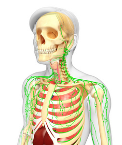 淋巴，骨骼和呼吸系统的男性身体图稿