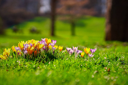 英国花园里的 Crocusses