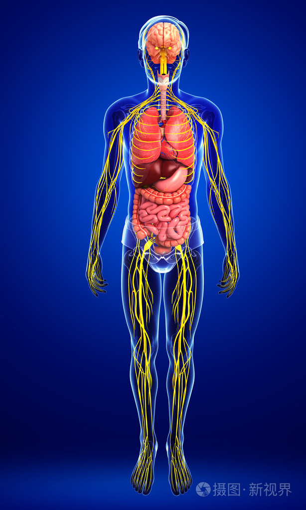 男性身体的神经系统和消化系统的图稿