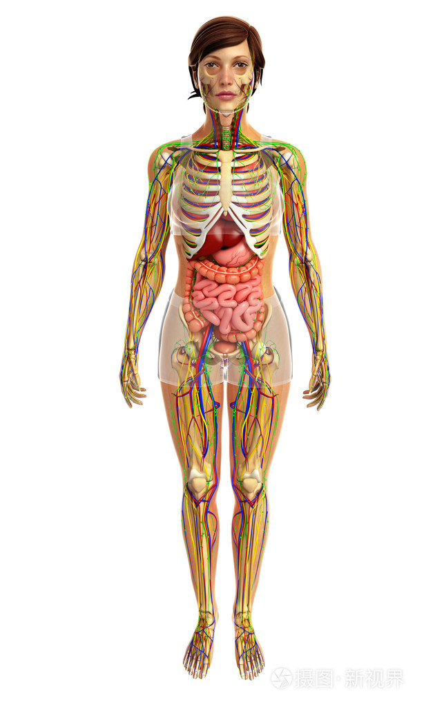 人体构造图标女性腹部图片